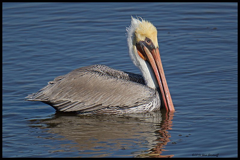 _4SB9727 brown pelican.jpg